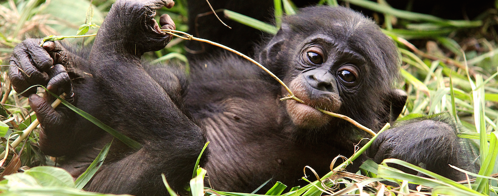 Lola Ya Bonobo - Kinshasa