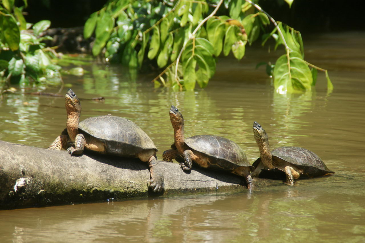 Tortuguero, Costa Rica