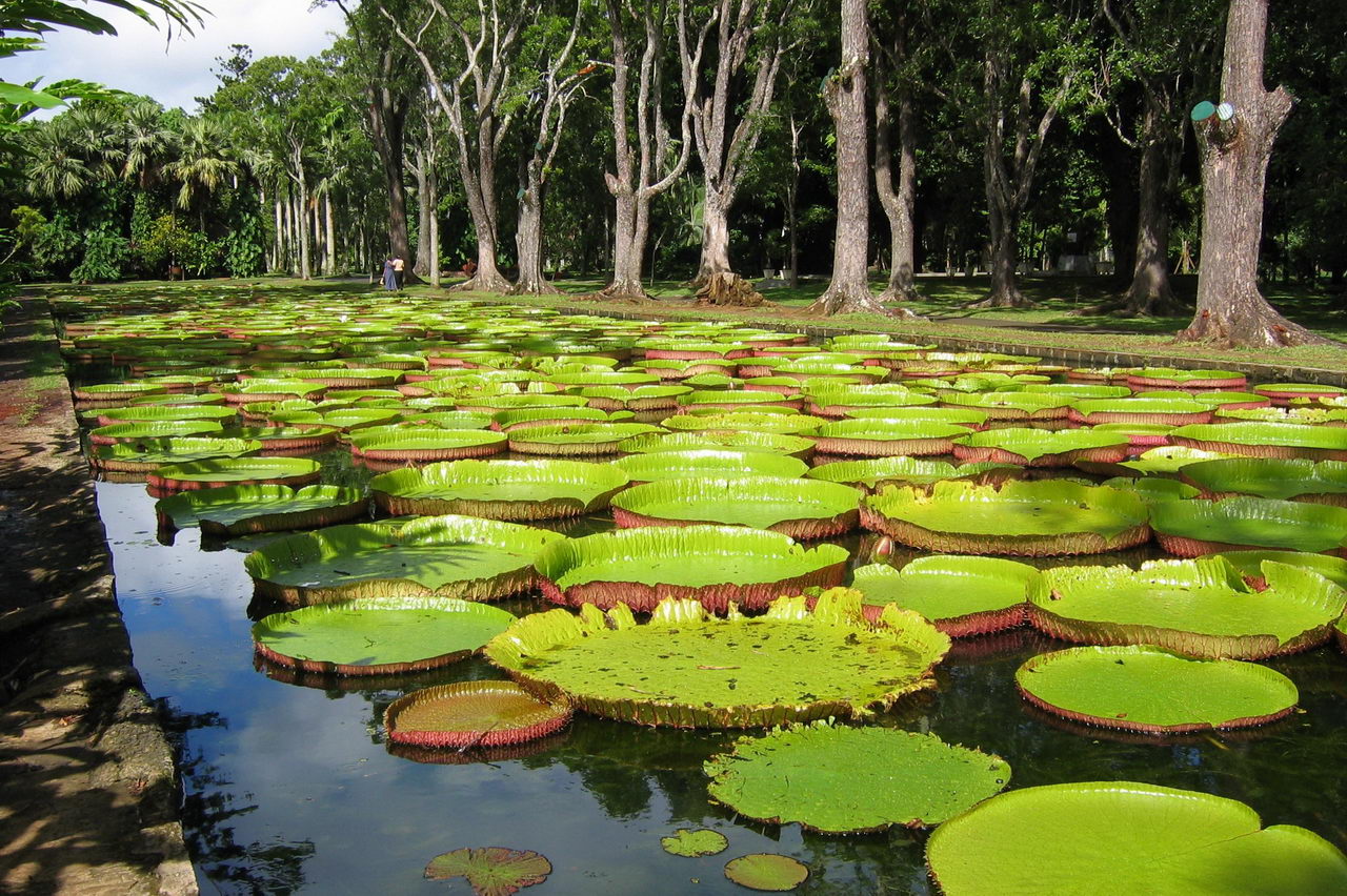 Mauritius National Botanical Garden