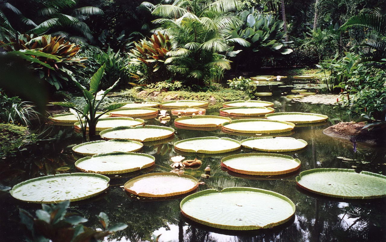 Bukit Timah Természetvédelmi Terület