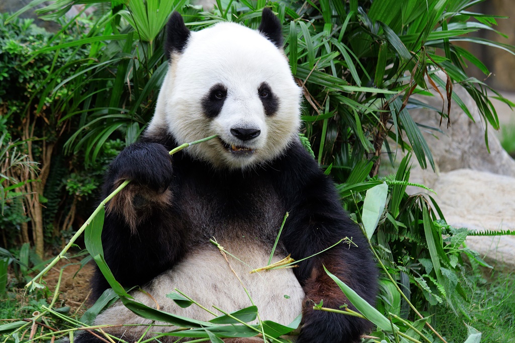 Chinese giant panda, Beijing, China