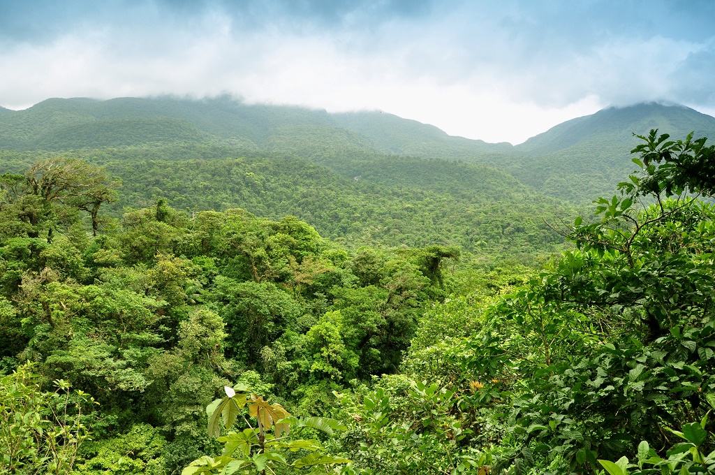 Costa Rica esőerdő