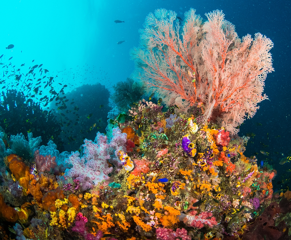 Indonesia snorkeling.