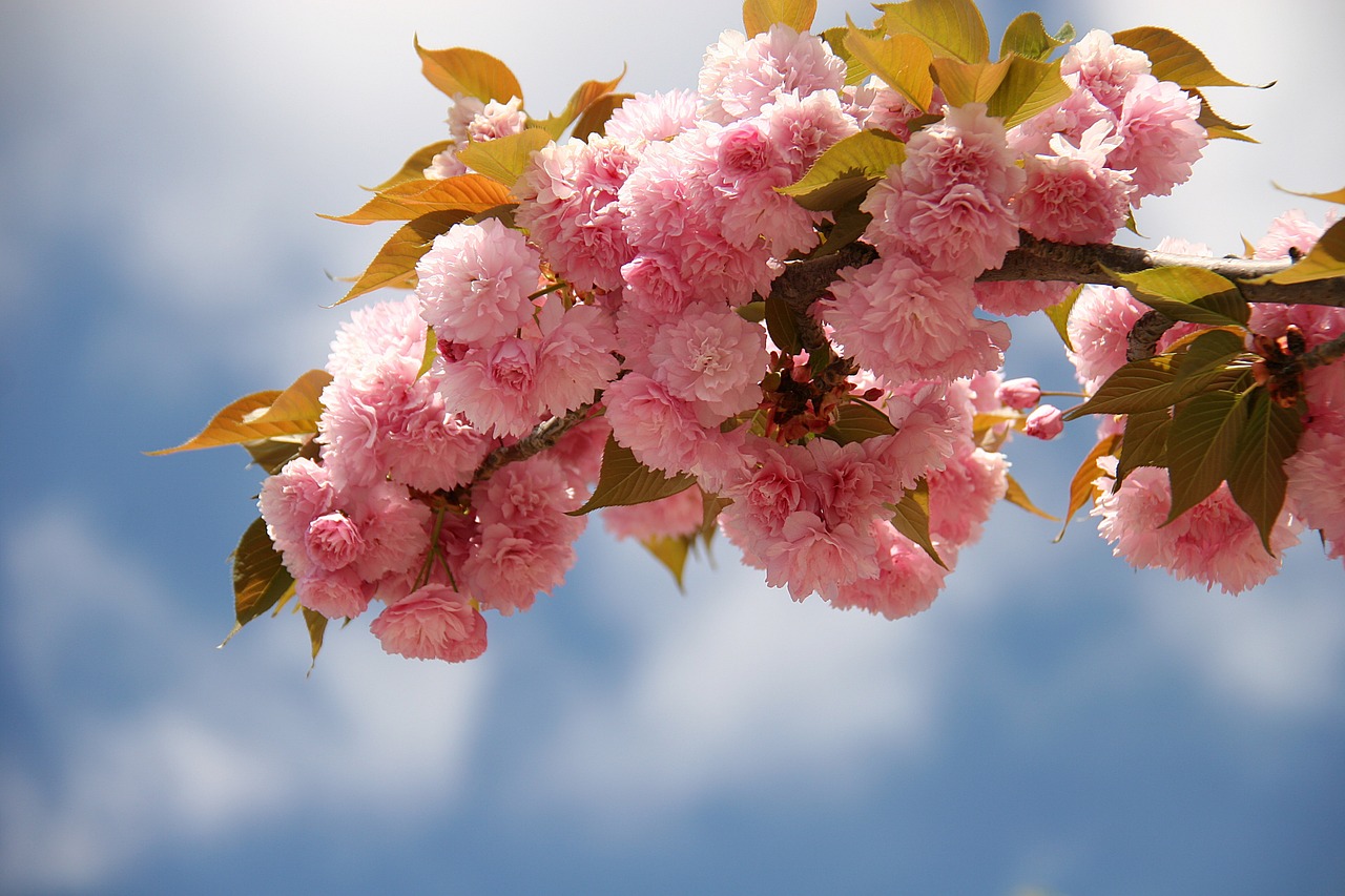japanese-cherry-blossom.jpg