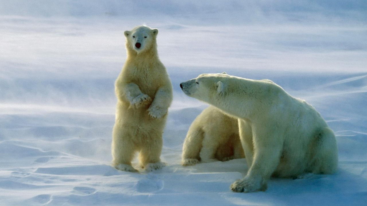 Polar Bears of Churchill, Manitoba