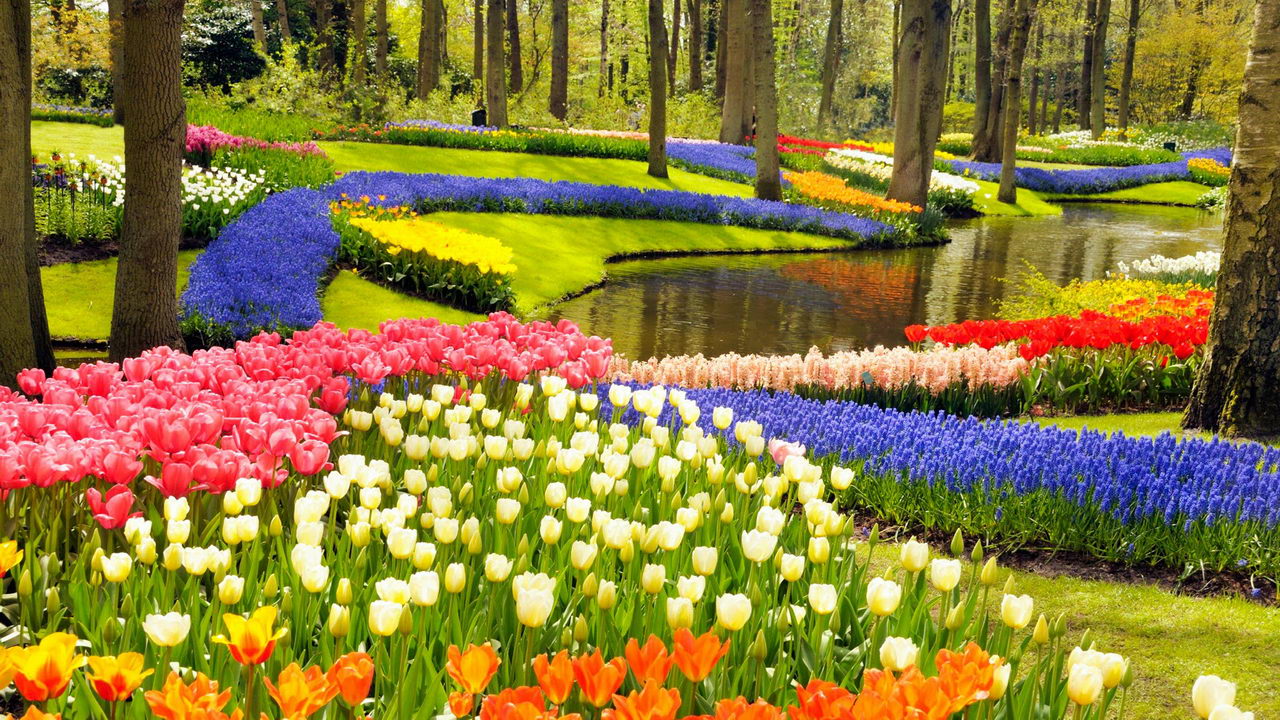 Keukenhof virágoskert