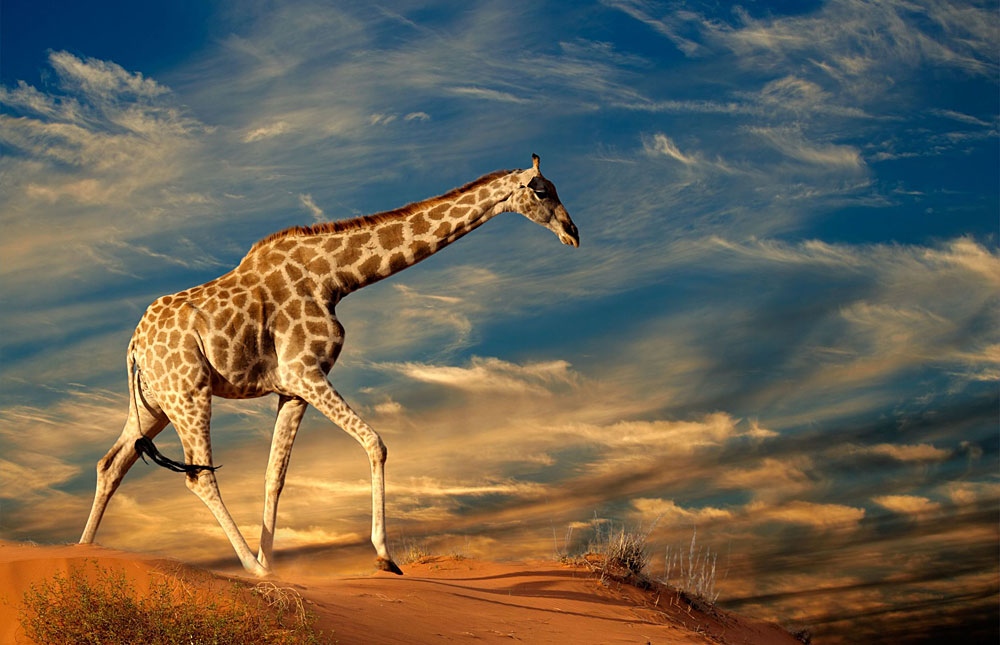 Kgalagadi Transfrontier Park, Dél-Afrika