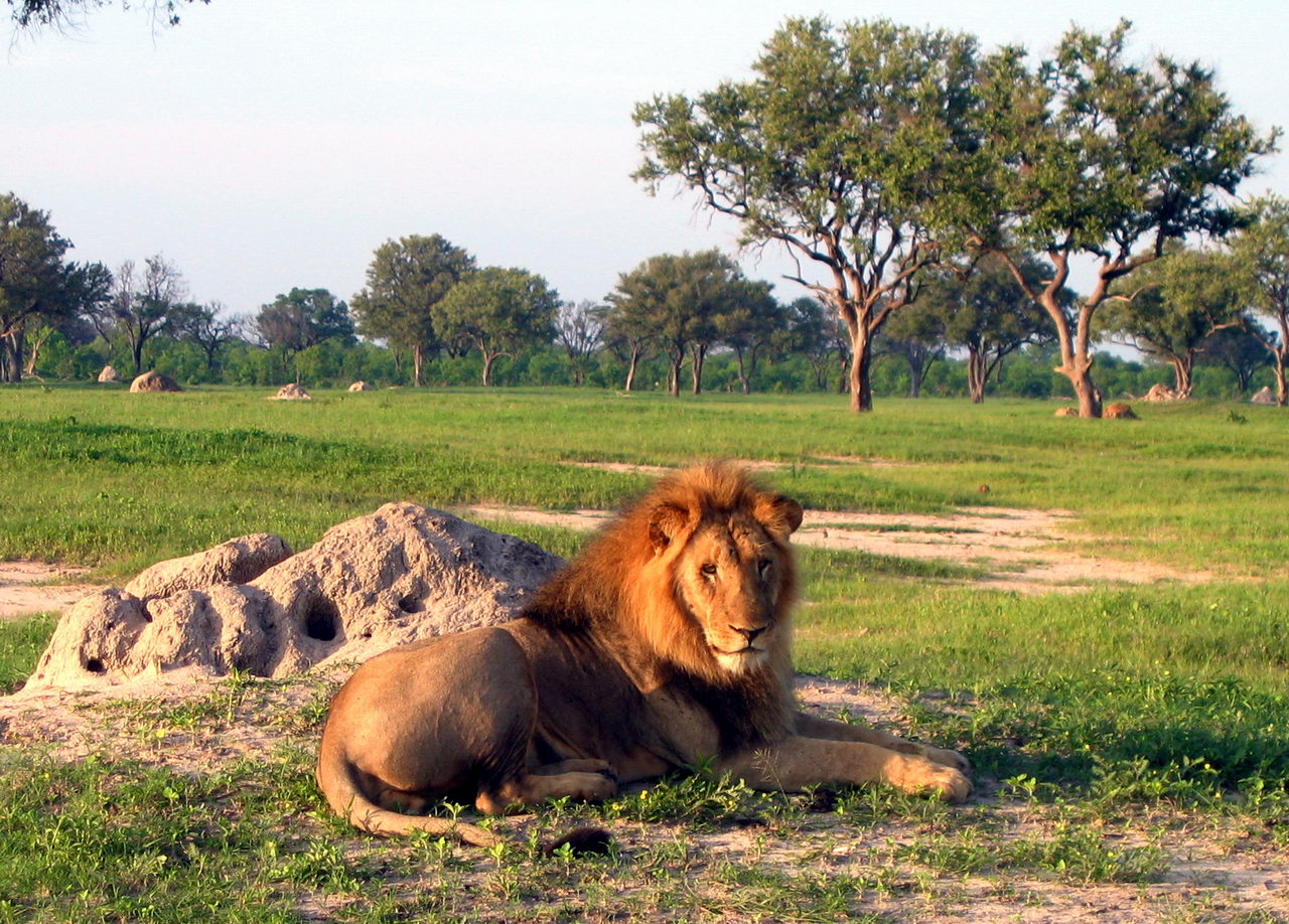 Lion-hwange.