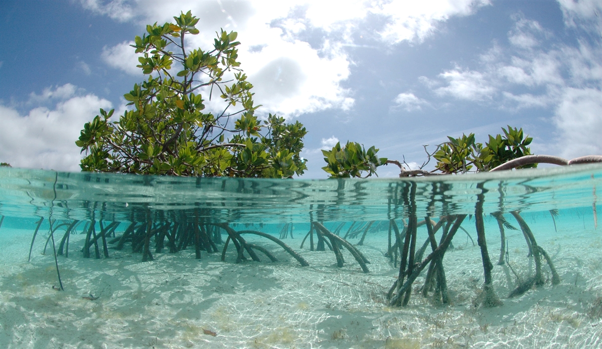 Lucayan Nemzeti Park, Bahama-szigetek