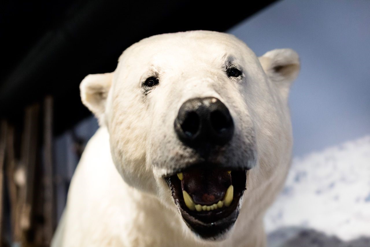 Royal & Ancient Polar Bear Society