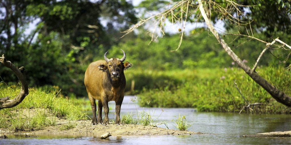 Nouabale-Ndoki Nemzeti Park