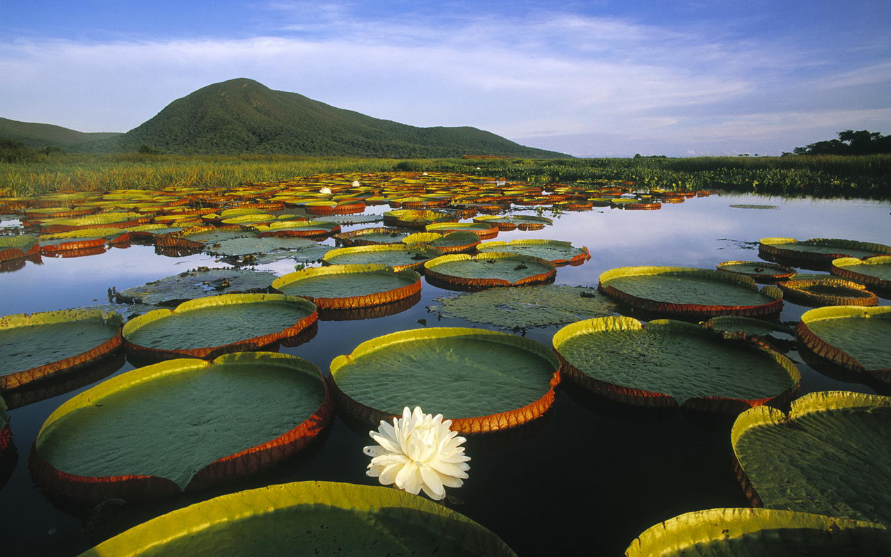 Pantanal, Brazília