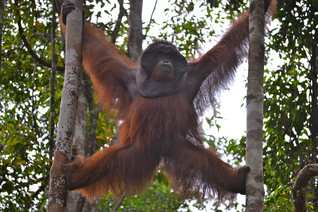 Tanjung Puting Nemzeti Park