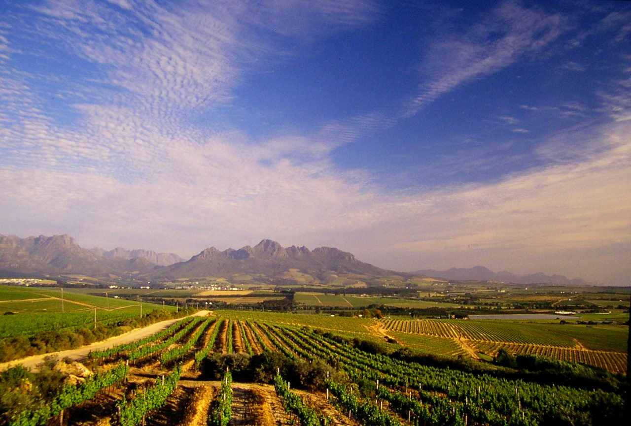 Vineyards-with-Simonsberg.